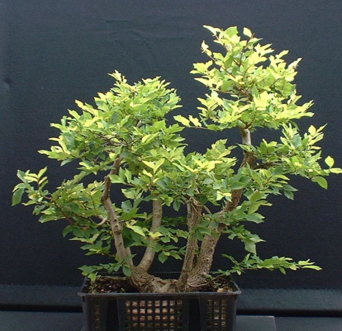 elm bonsai